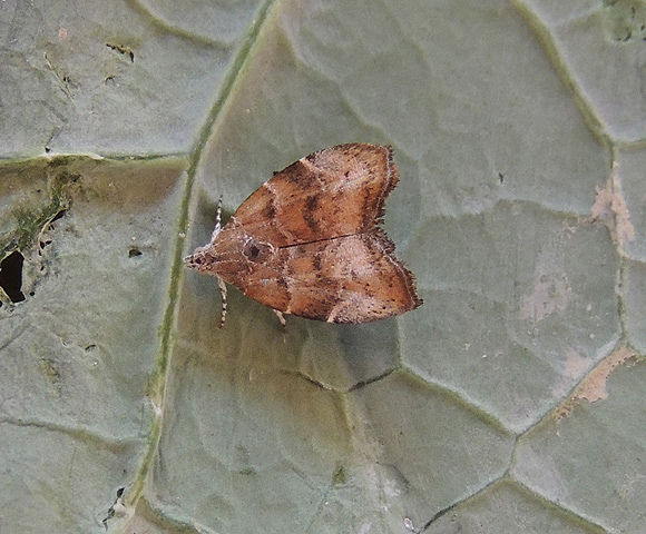 Choreutis nemorana, Choreutidae